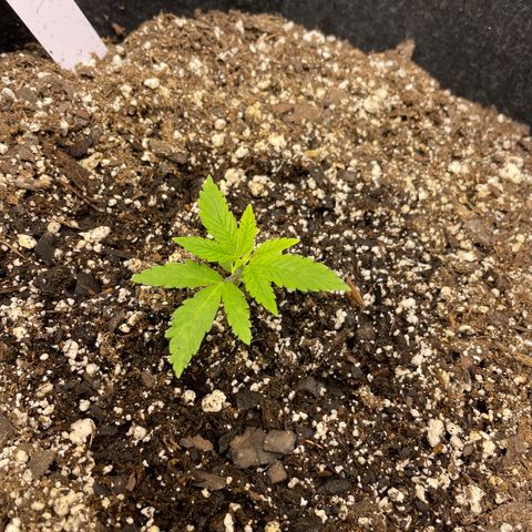 Strawberry lemonade #3 growlog timeline photo