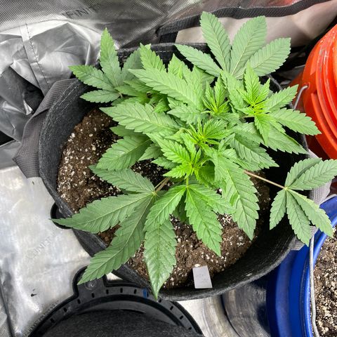Strawberry lemonade  growlog timeline photo