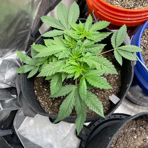 Strawberry lemonade  growlog timeline photo