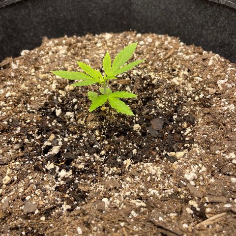 Strawberry lemonade #3 growlog timeline photo