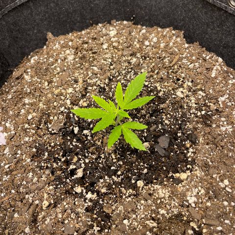 Strawberry lemonade #3 growlog timeline photo