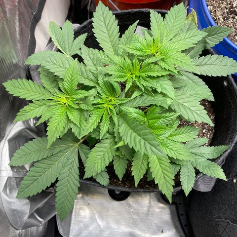 Strawberry lemonade  growlog timeline photo