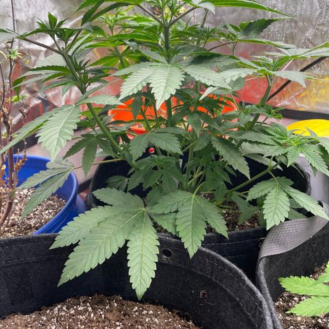 Strawberry lemonade  growlog timeline photo