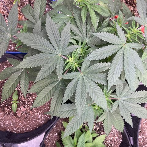 Strawberry lemonade  growlog timeline photo