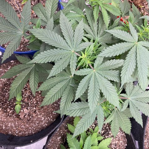 Strawberry lemonade  growlog timeline photo