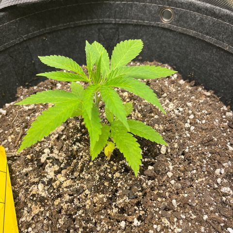 Strawberry lemonade #3 growlog timeline photo