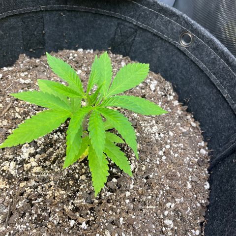 Strawberry lemonade #3 growlog timeline photo