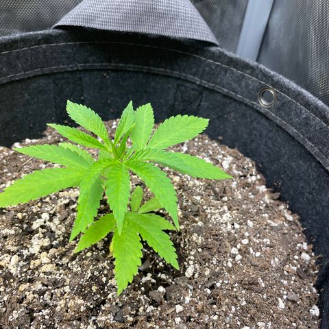 Strawberry lemonade #3 growlog timeline photo