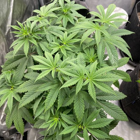 Strawberry lemonade  growlog timeline photo