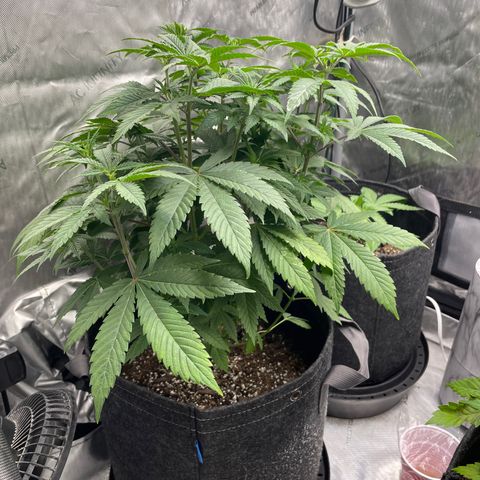 Strawberry lemonade  growlog timeline photo