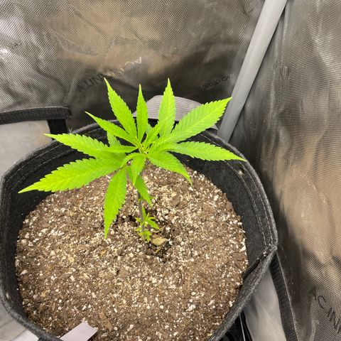 Strawberry lemonade #3 growlog timeline photo