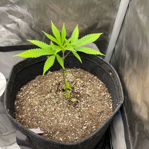 Strawberry lemonade #3 growlog timeline photo