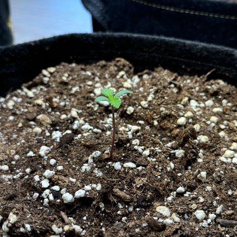 Royal critical growlog timeline photo