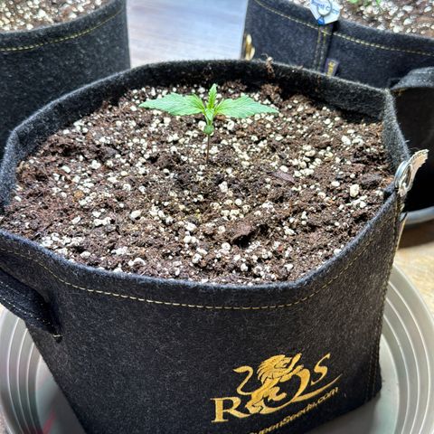Royal critical growlog timeline photo