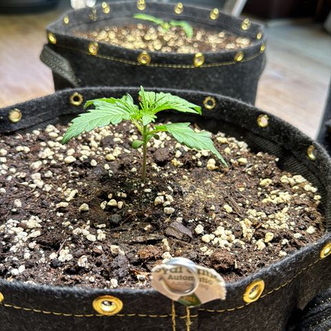 Royal critical growlog timeline photo