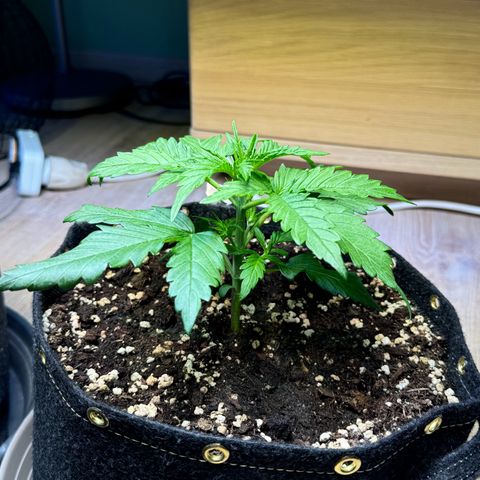 Royal critical growlog timeline photo