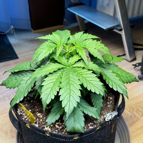 Royal critical growlog timeline photo