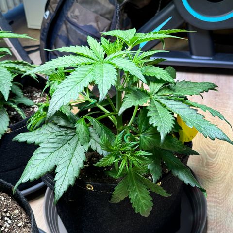 Royal critical growlog photo: Runter gebunden 