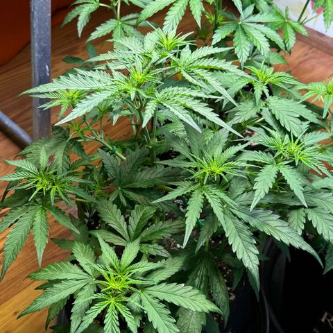 Royal critical growlog timeline photo