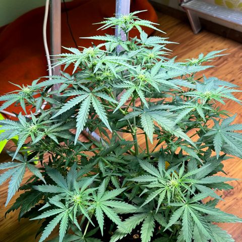 Royal critical growlog timeline photo
