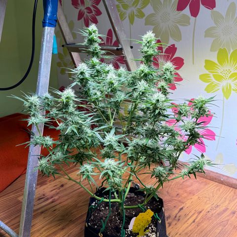 Royal critical growlog timeline photo
