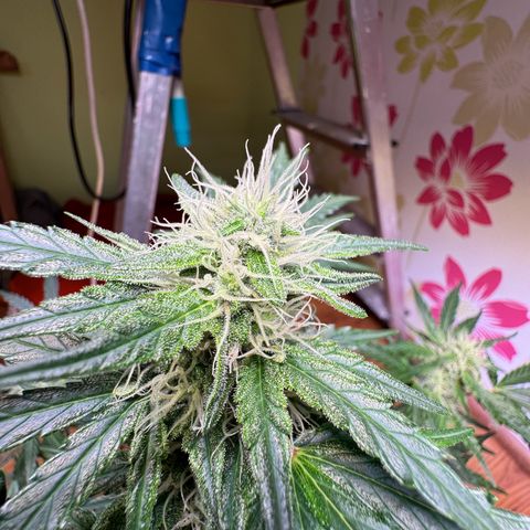 Royal critical growlog timeline photo