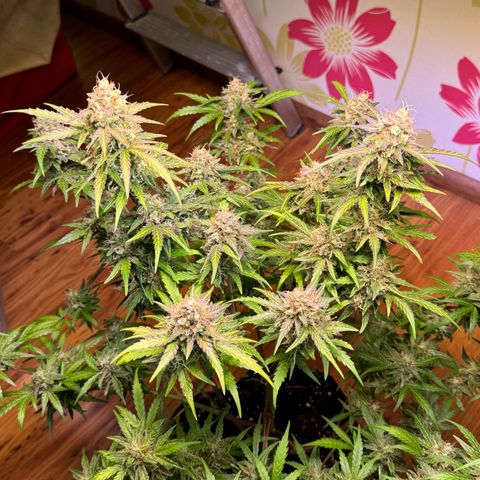 Royal critical growlog timeline photo