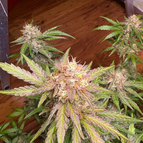 Royal critical growlog timeline photo