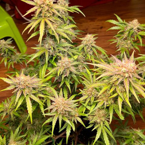 Royal critical growlog timeline photo