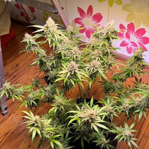 Royal critical growlog timeline photo