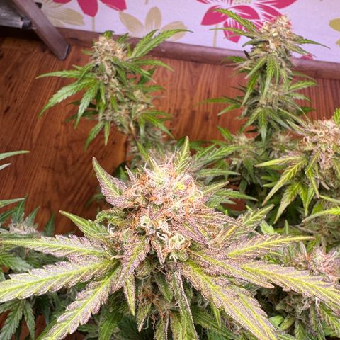 Royal critical growlog timeline photo