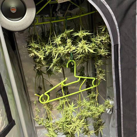 Royal critical growlog timeline photo