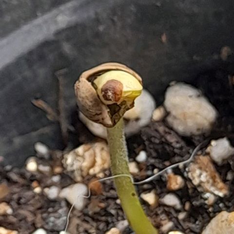Auto Misteriosa  growlog timeline photo