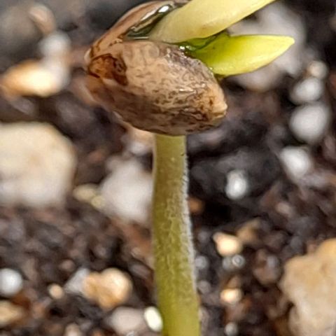 Auto Misteriosa  growlog timeline photo