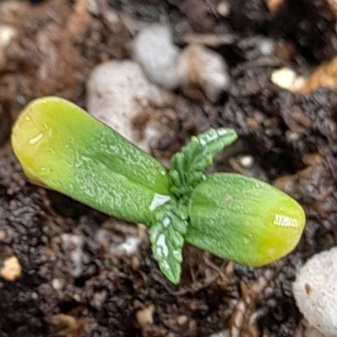 Auto Misteriosa  growlog timeline photo