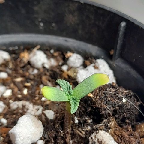 Auto Misteriosa  growlog timeline photo