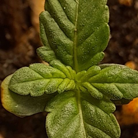 Auto Misteriosa  growlog timeline photo