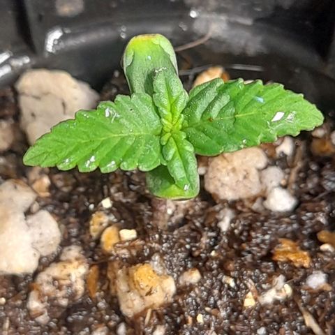 Auto Misteriosa  growlog timeline photo