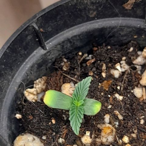 Auto Misteriosa  growlog timeline photo