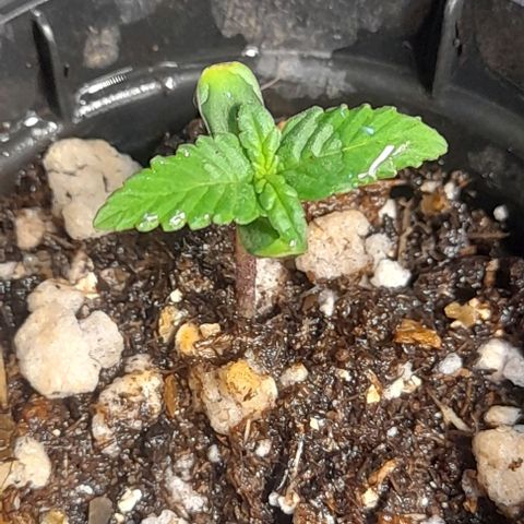 Auto Misteriosa  growlog timeline photo