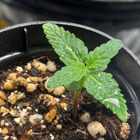 Auto Misteriosa  growlog timeline photo