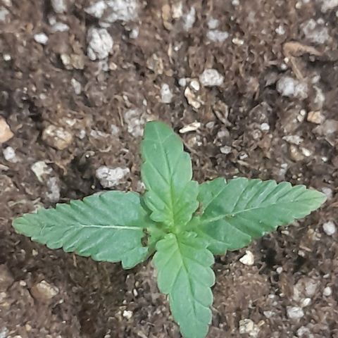 Auto Misteriosa  growlog timeline photo