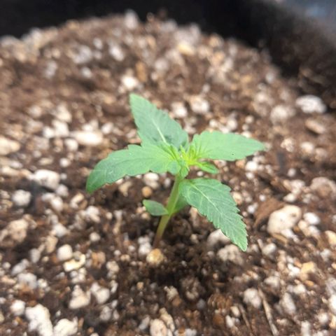 Auto Misteriosa  growlog timeline photo