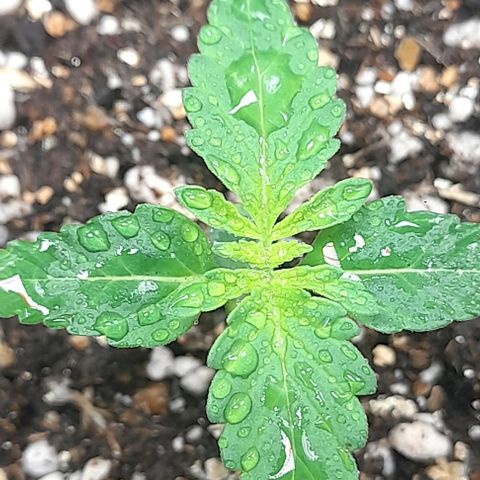 Auto Misteriosa  growlog timeline photo