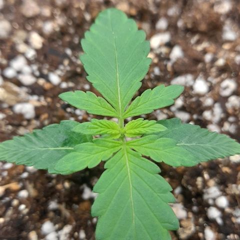 Auto Misteriosa  growlog timeline photo