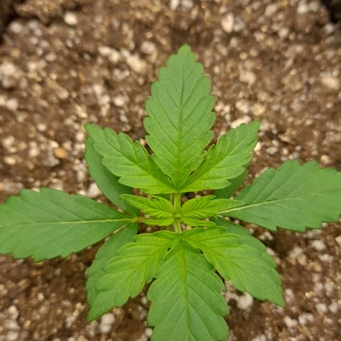 Auto Misteriosa  growlog timeline photo