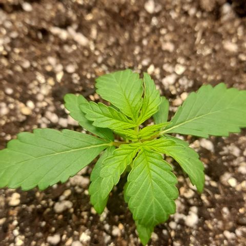 Auto Misteriosa  growlog timeline photo