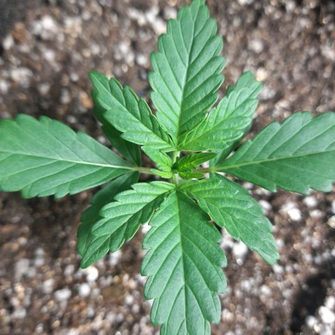 Auto Misteriosa  growlog timeline photo
