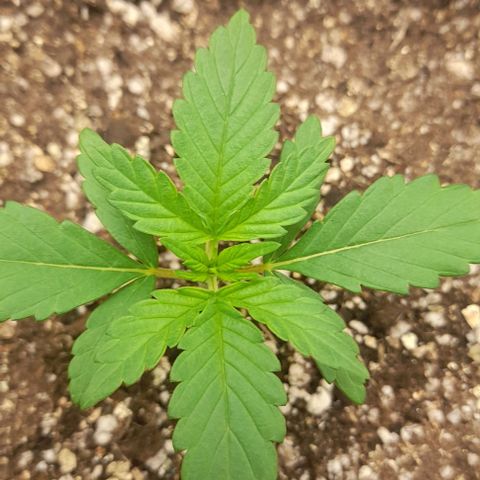 Auto Misteriosa  growlog timeline photo