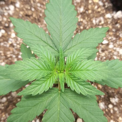 Auto Misteriosa  growlog timeline photo